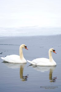Mute Swan