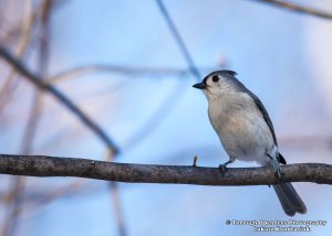 Tufted Titmouse 1