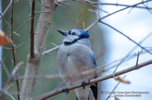 Blue Jay 1