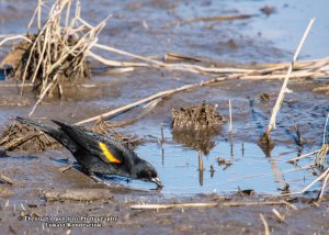 Red-winged Blackbird