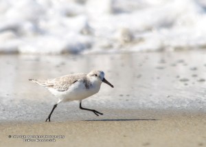 Sanderling