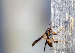 hornets