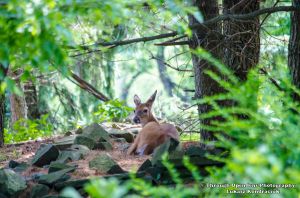 White-Tailed Deer 1