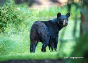 Black Bear