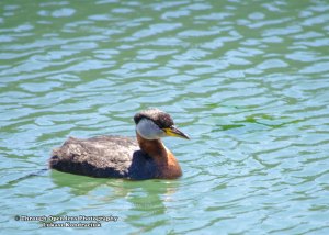 Red-Necked Grebe