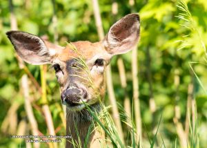 White-Tailed Deer 2
