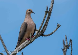 Mourning Dove 1