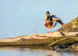 mallard-duck