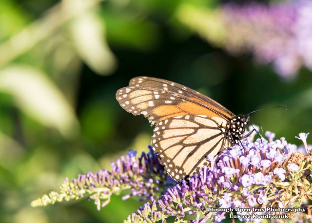 butterfly-3