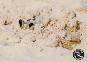 atlantic-ghost-crabs