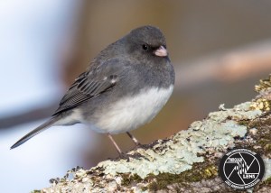 dark-eyed-junco-2