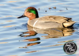 green-winged-teal