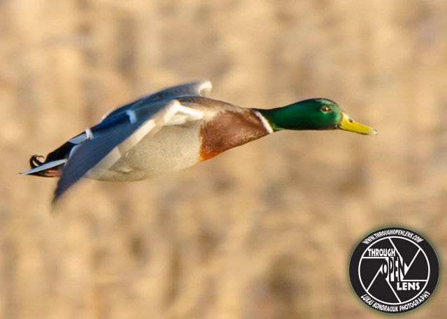 mallard-landing