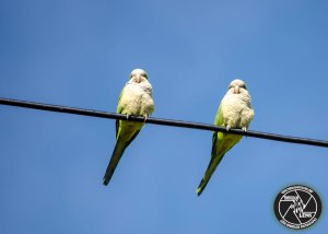 monk-parakeets-online