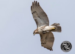 red-tailed-hawk-hawkward