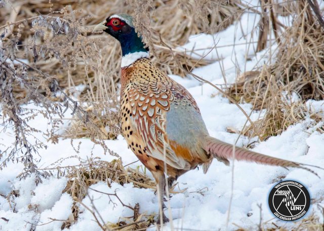 ring-necked-pheasant