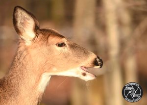 white-tailed-deer-4