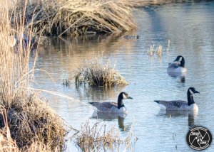 cackling-goose