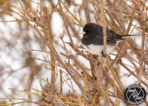 dark-eyed-junco