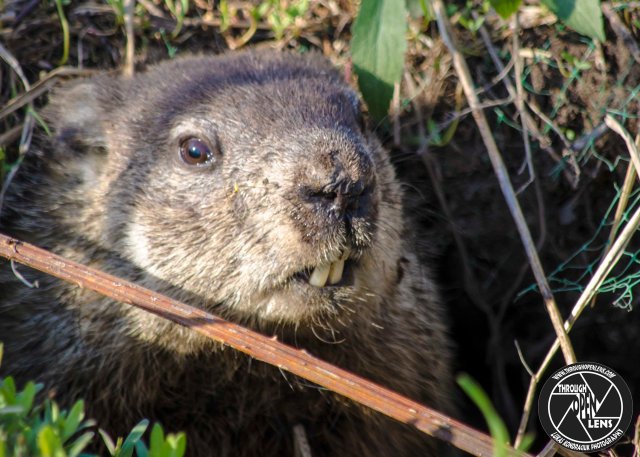 groundhog-woodchuck