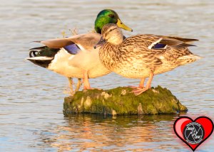 mallard-love