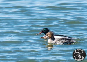 red-breasted-mergansers