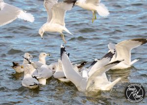 ring-billed-gulls