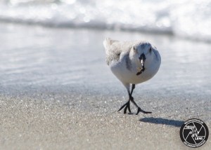sanderling-eating