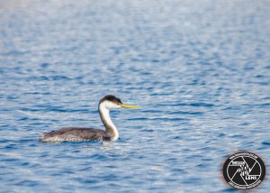 western-grebe-1