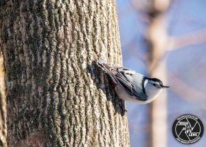 white-breasted-nuthatch