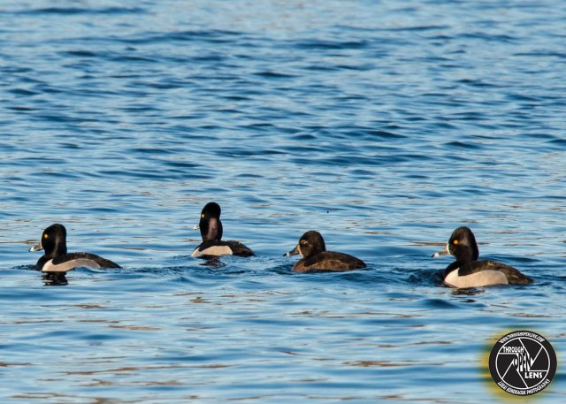 ring-necked-ducks