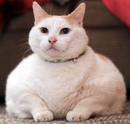 "OK. I'll say it again. I have not seen your pomeranian, I did not know you had a pomeranian & NO! I did not eat your pomeranian. Stupid dog owners......."