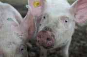 dirty animal farm farmer