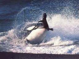 Killer Whale eats cute baby seal