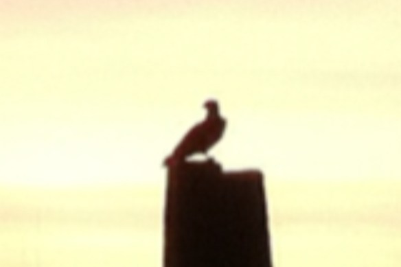 Osprey
