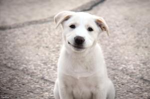 Happy Dog Smile-582477