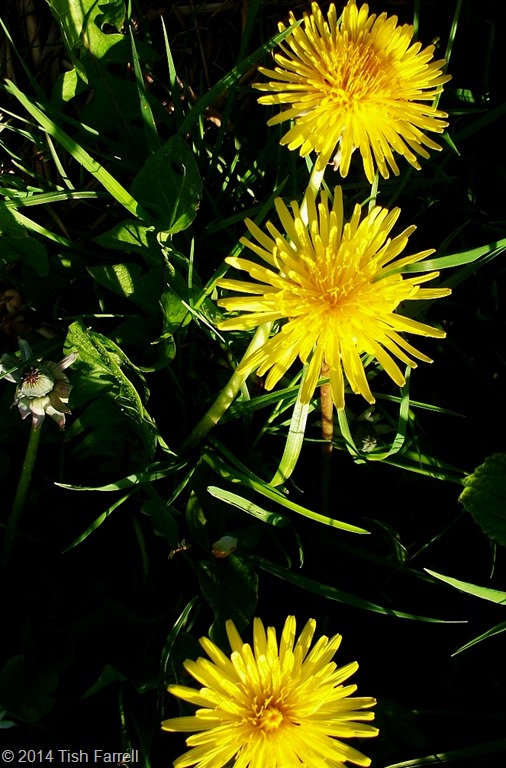 100_5367 100_5367
