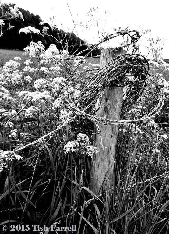 Tish- coil of wire