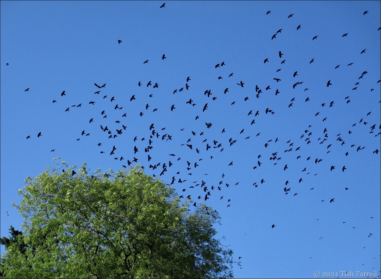 jackdaws 3 jackdaws 3