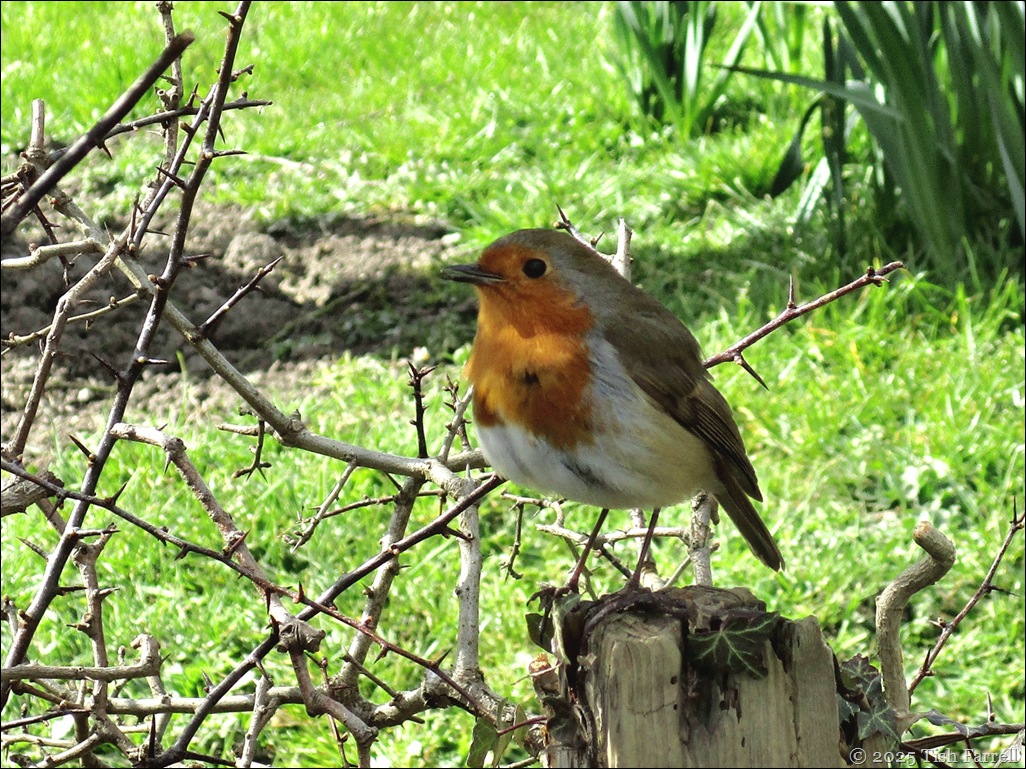 IMG_6911ed IMG_6911ed