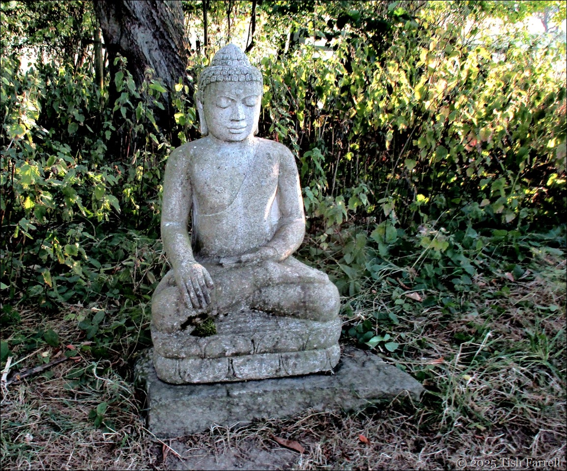Buddha Buddha