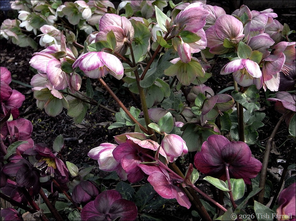 hellebores hellebores