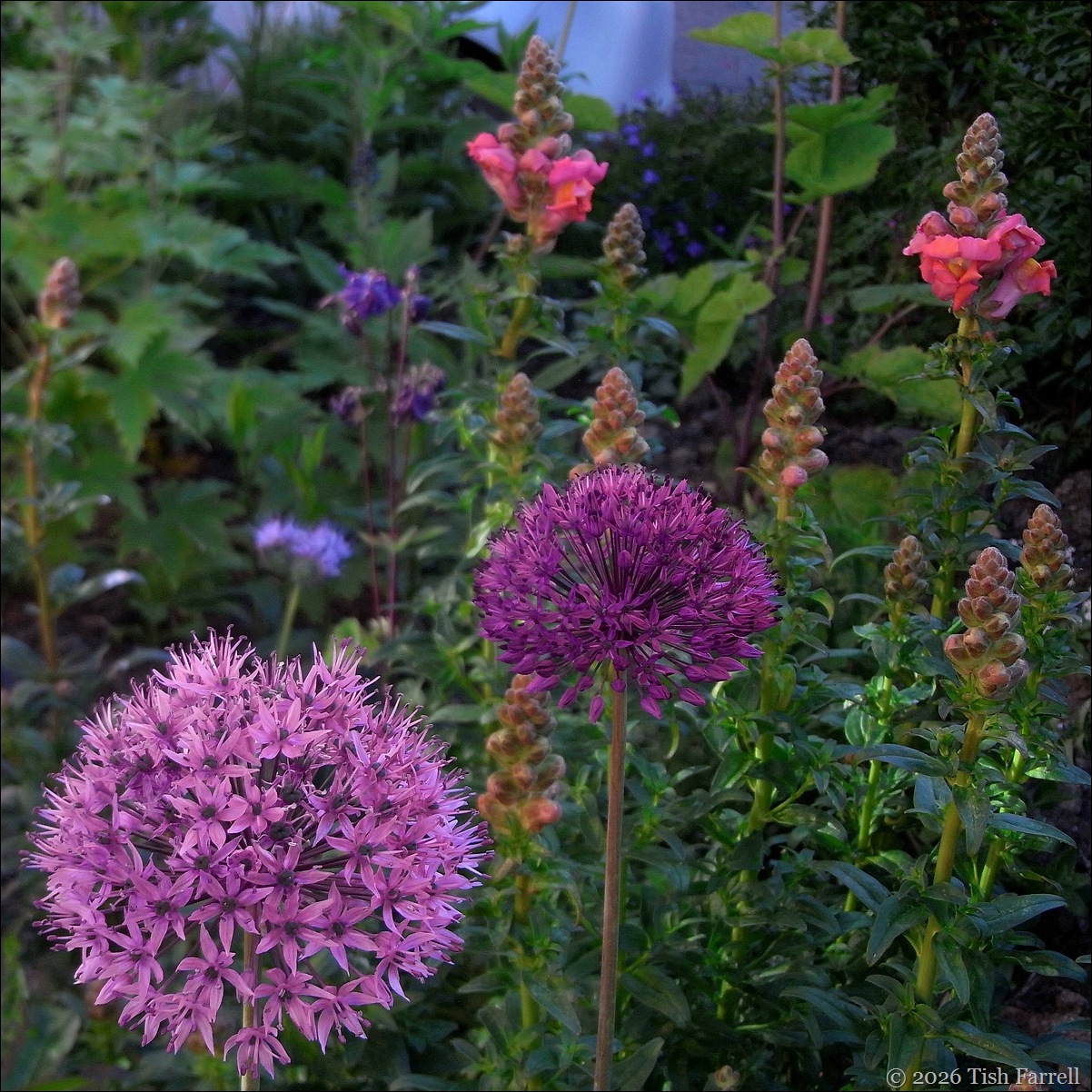 RIMG0058 alliums and snapdragpns RIMG0058 alliums and snapdragpns