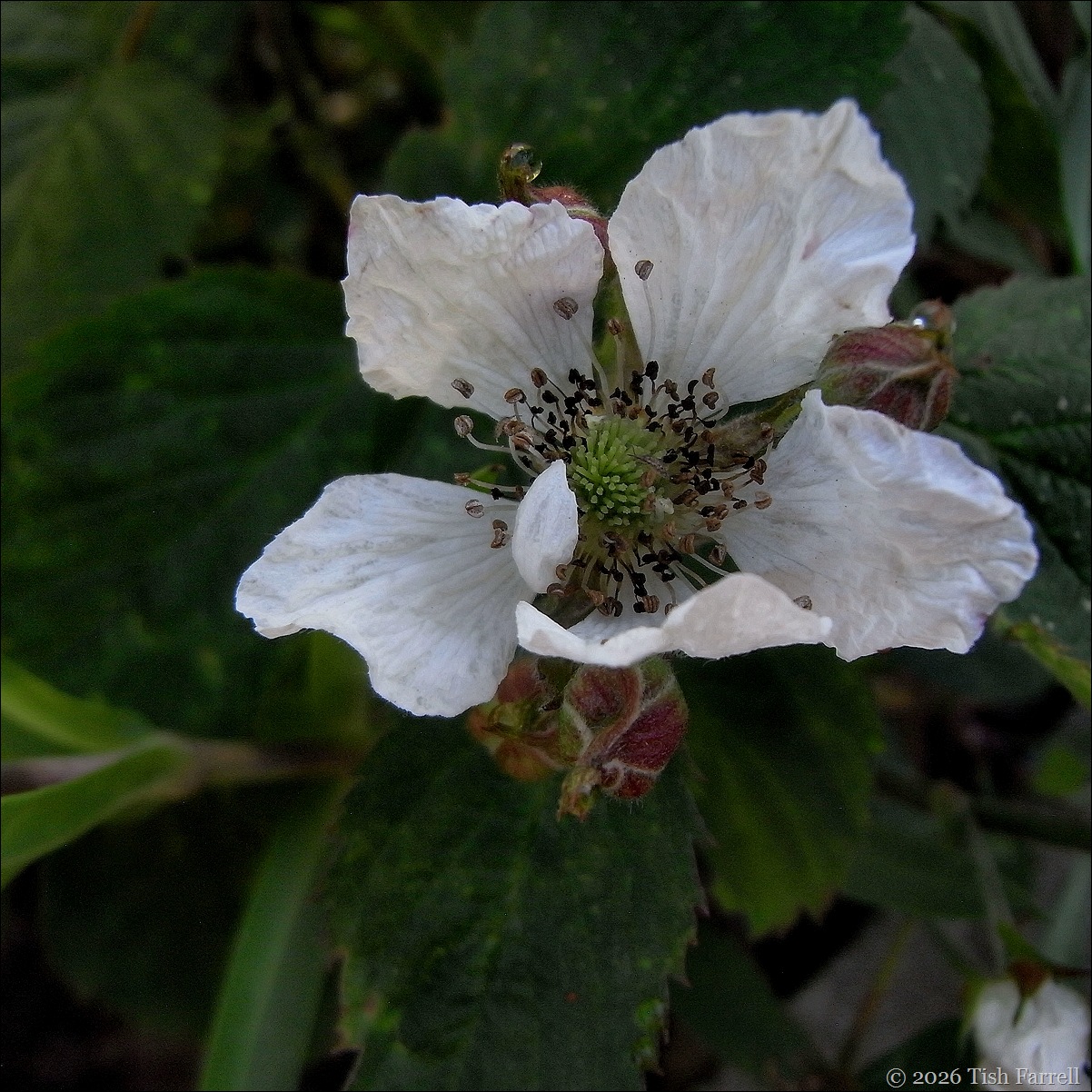 RIMG0072 blackberry flower RIMG0072 blackberry flower