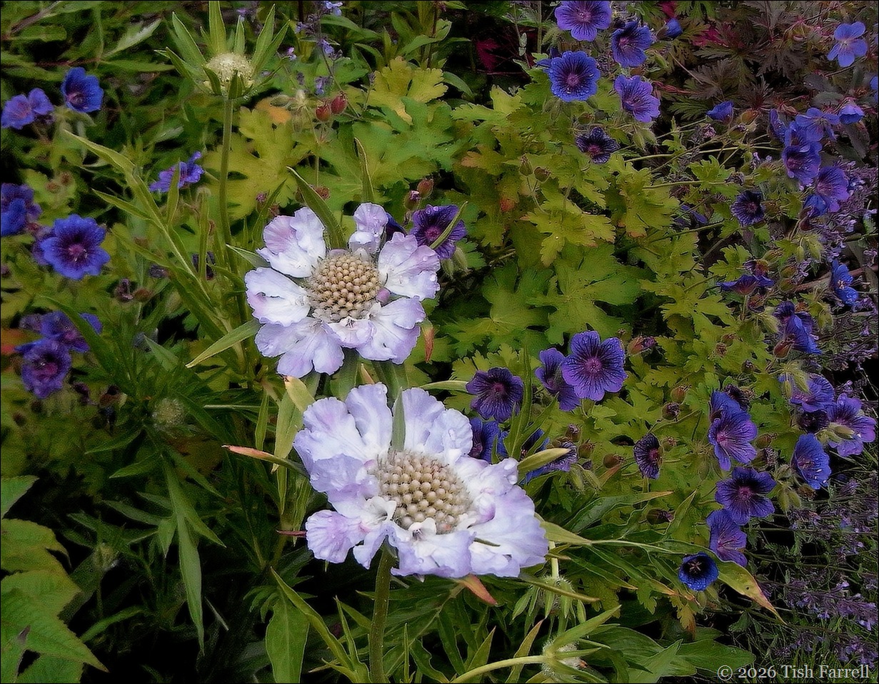 RIMG0264 scabious RIMG0264 scabious