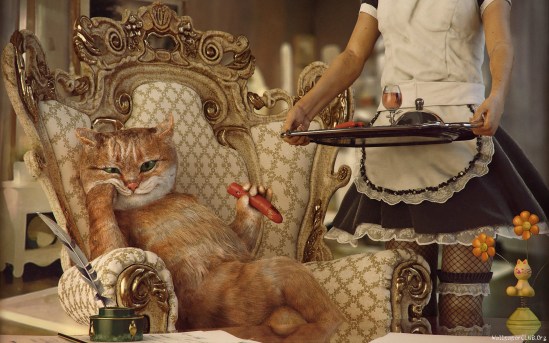 Image result for rich cat