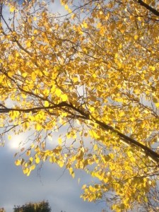 Fall leaves.11.13