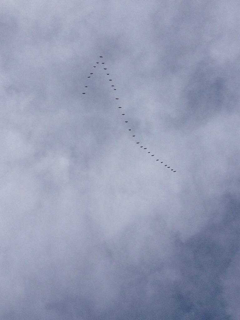 20151130-052637-19597334.jpg