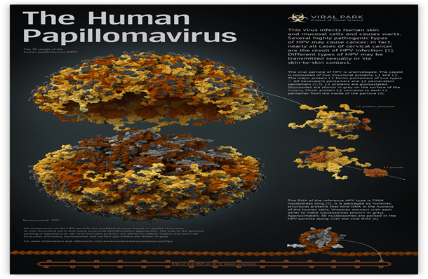 human-papillomavirus human-papillomavirus