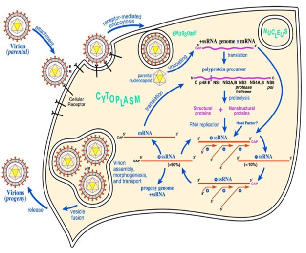WNV_life_cycle WNV_life_cycle